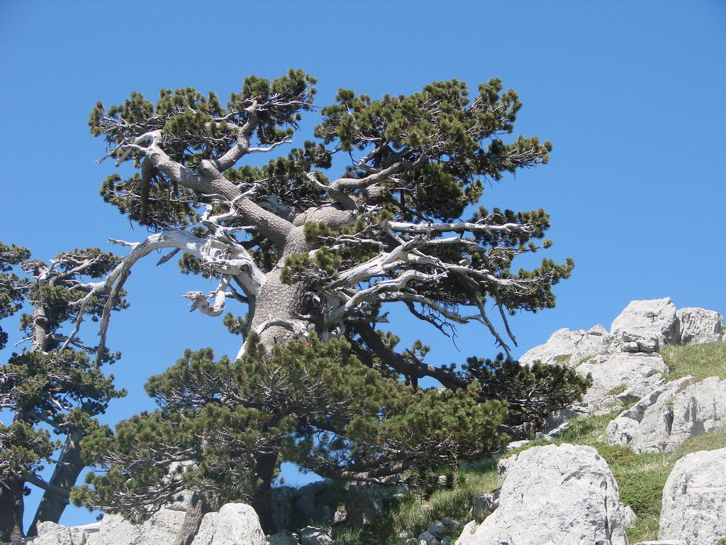 Bed and Breakfast Montagne Rocciose Frascineto Exterior foto